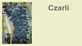 czarli