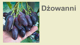 dzowanni