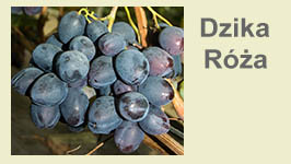 dzika-roza