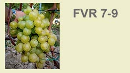 fvr-7-9