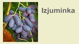 izjuminka