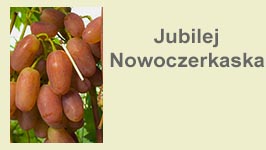 jubilej-nowoczerkaska