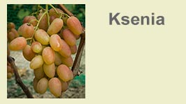 ksenia
