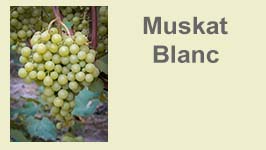 muskat blanc