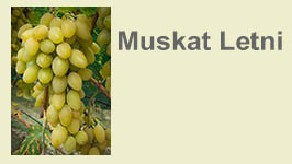 muskat-letni