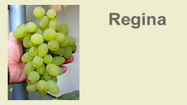 regina