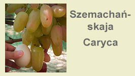 szemachanskaja-caryca