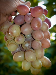 Hrabia Monte Christo