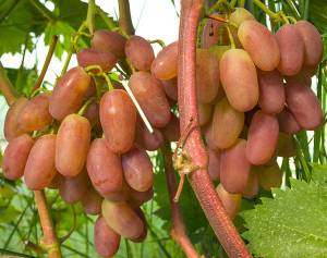 jubilej-nowoczerkaska