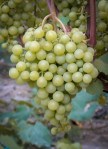 muskat blanc