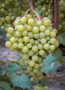 muskat blanc