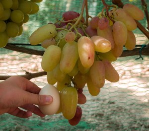 Szemachańskaja Caryca